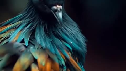 So beautiful Pigeon