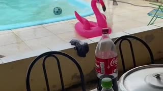 Horse in the Pool