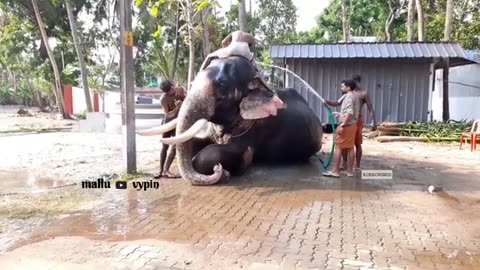 ചുരൂര്മഠം രാജശേഖരന്റെ 'നീരാട്ട് ' #elephants #bath #dog #animals #malluvypin