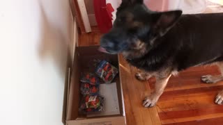 Blitz finds the Chewy box