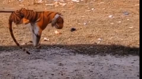 the dog is surprised there is a tiger