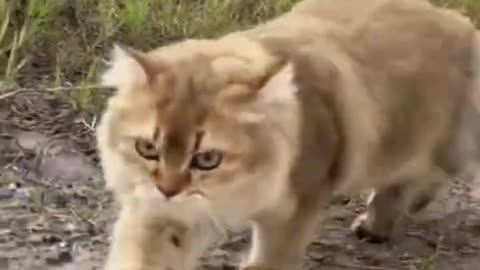 Is the leader of the duck a kitten? Funny and lovely animals. (Click to watch the full version)