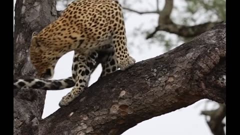 Leopard ❤️