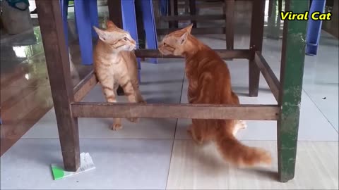 Cute 🐈 cat fighting .. very interesting clip