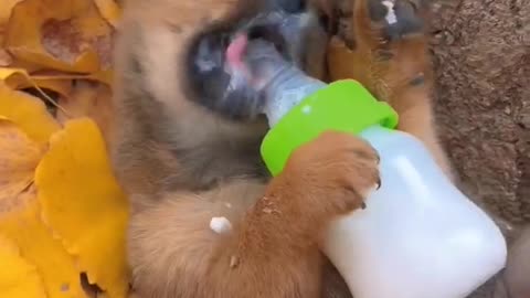 cute animals and funny videos 😁😁🐕😍 #shorts #funny #cuteclips