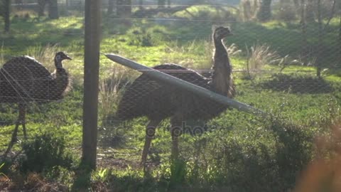 Emu Birds Fence Werribee Park