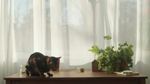 Bengal cat sitting on table with flowers. Kitten jumping from workplace desk close-up