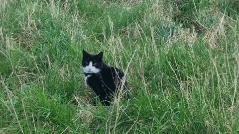 Beautiful Nice Cat On A Field In Great Britain.