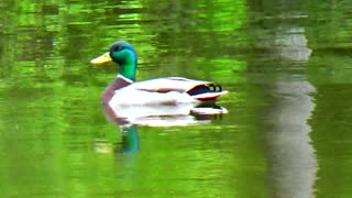 Mallard Duck