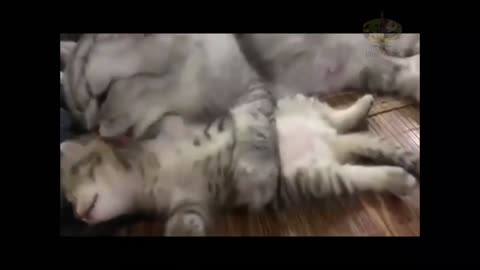 Best Funny Animal Videos of Funniest Animal Cat& Dog