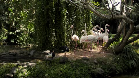 Group of flamingos on the shore of a lake