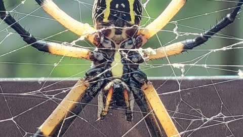 Golden Silk Orb Weaver Spiders With Their Prey #shorts