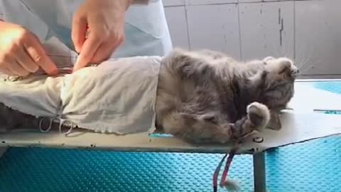 Cute pet healing system