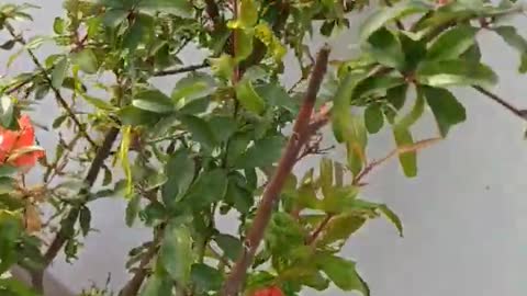 pomegranateannear plant #shorts #garden