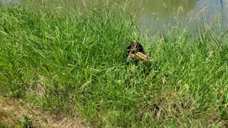 Springer Spaniel water retrieve