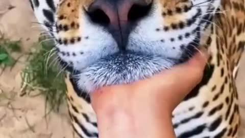 Big Cat Chin Scratches & Boops! AMAZING