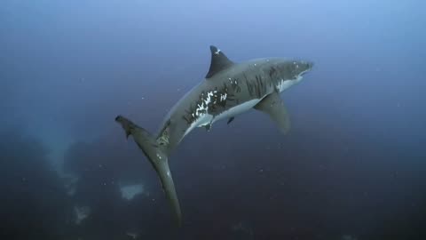 Shark with fight marks 😱🦈