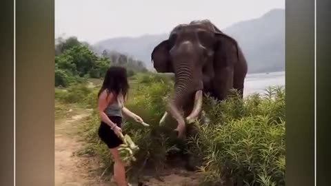 Elephant attacks a girl- omg - caught in camera