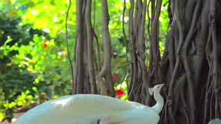 WHITE PEACOCK