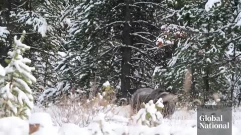 Don't mess with _The Boss__ a photographer's encounter with Banff's toughest grizzly bear