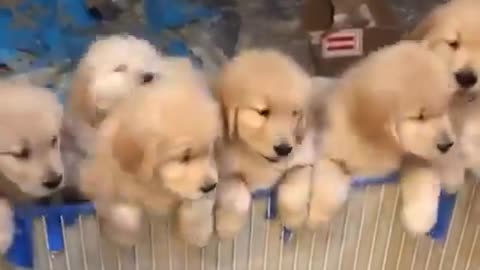 You're In Love With Cute Puppies