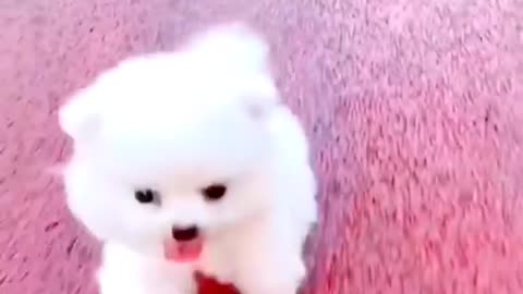 cute & funny dog -funny dog #shorts