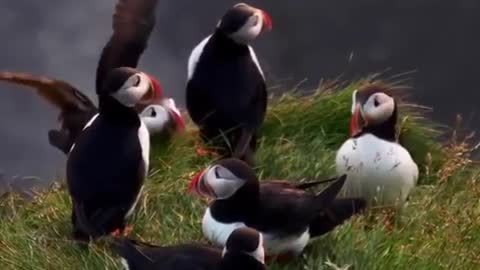 Puffin family!