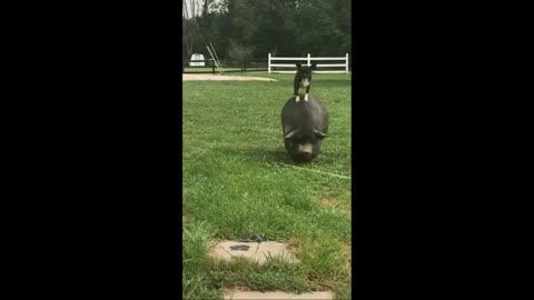 Dog Befriends Pig and Rides on Her Back