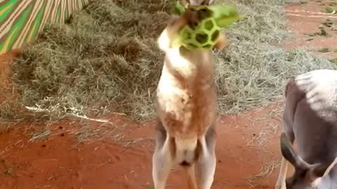 Typhoon the baby kangaroo is having quite the battle with his