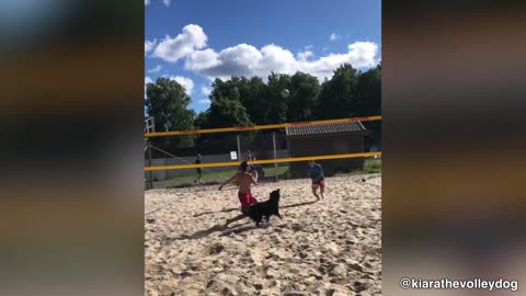 This Dog Knows How To Play Volleyball