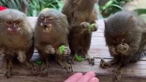 Marmoset Lunch Time