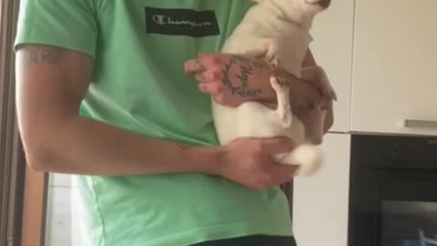 White chihuahua Dog Dancing Hilarious !!