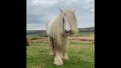 Funny and Cute Horse Videos That Will Change Your Mood For Good