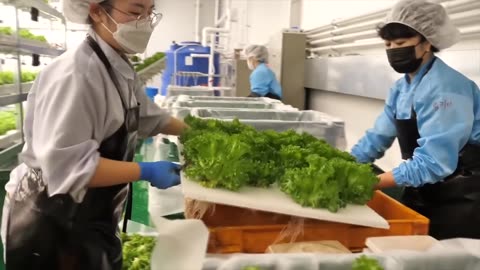 farming is science. process of growing fresh vegetables by Korean scientists.