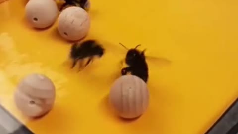 🐝Bumblebees play, possibly just for the fun of it, s