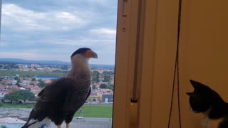 Falcons Eye Felines Through the Window