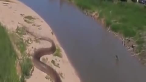 World Biggest Snake in amazon jungle #shorts #short #shorts video