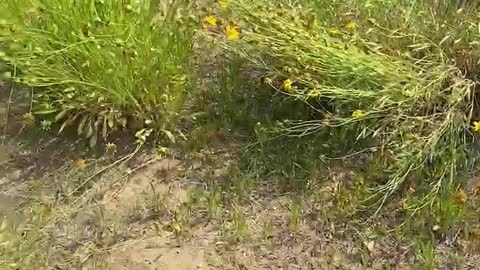 Unique growing wildflowers