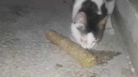 Cat enjoys eating corn