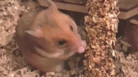 ASuperCureHamster