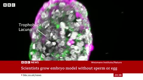 Scientist create human embryo