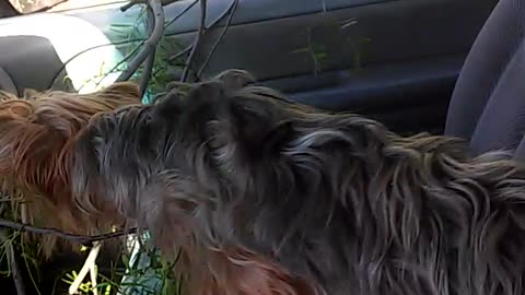 Epic dogs attack, shreads tree limbs dragging into moving truck