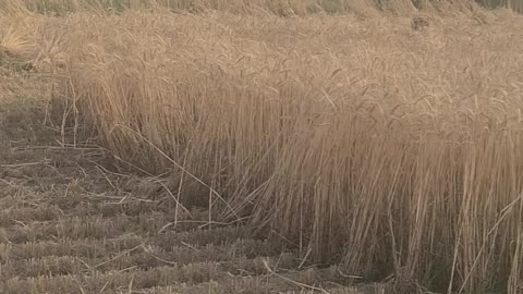 Wheat Harvesting