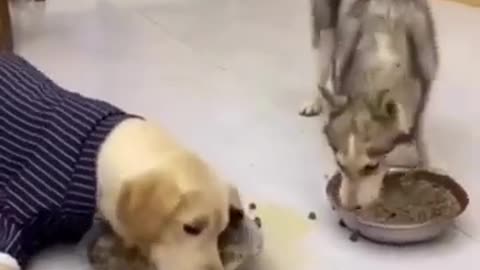 Funny Dog animal Video