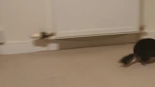 Cute chinchilla does some parkour