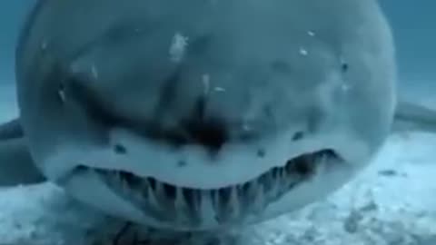 Shark has a Staring Contest with a Scuba Diver