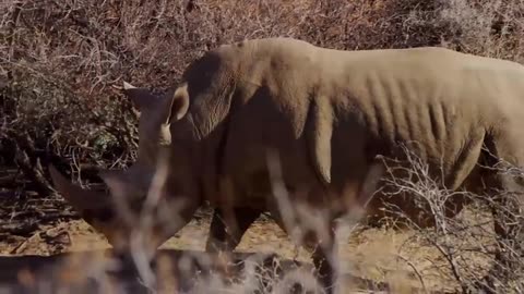 🦓💔 Hyena Ambush: Wildebeest's Guts Ripped Apart in Wild Encounter! 😱🌿