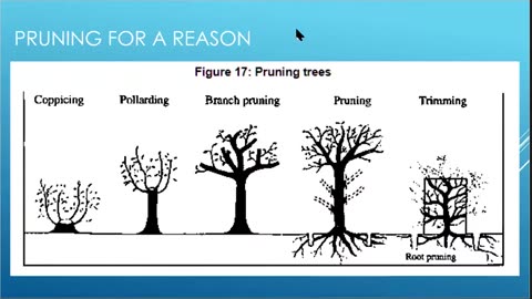 Tree Pruning 101 - City of Stirling and Fiona Blackham of Gaia Permaculture