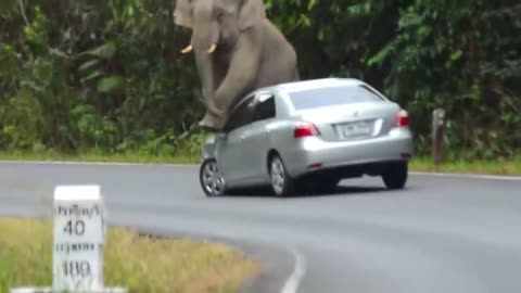 Angry elephant attacks people and destroys cars