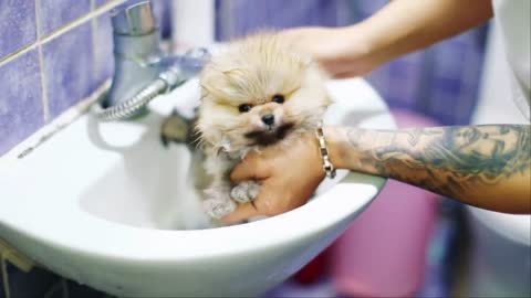 Puppy bath, doggy charm, puppy video